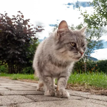 Landhaus Strickenmacher Lägenhet