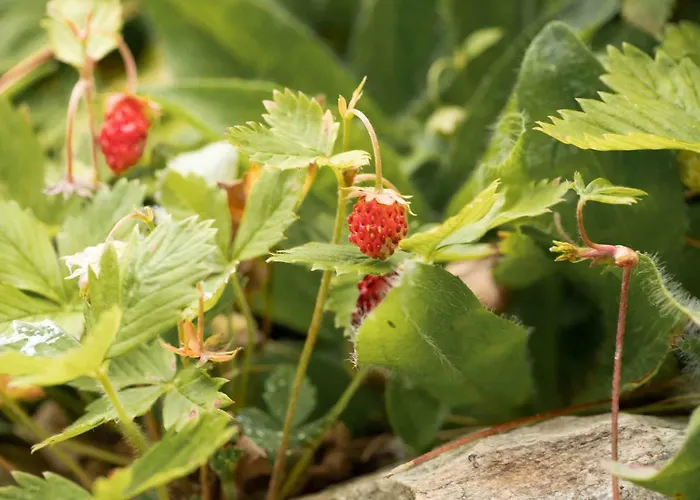 Lägenhet Landhaus Strickenmacher *
