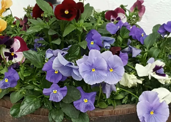 Landhaus Strickenmacher Sillian