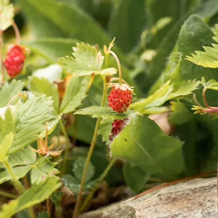 Апартаменты Landhaus Strickenmacher *