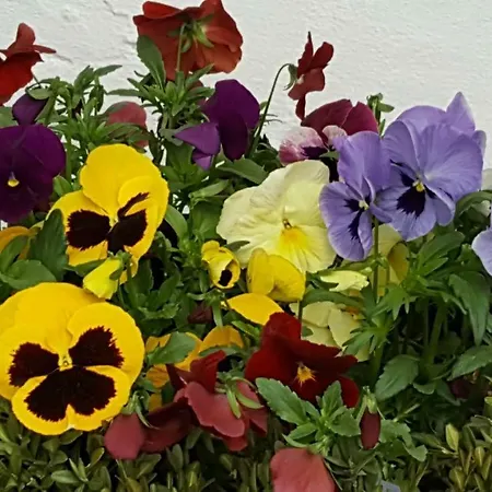 Landhaus Strickenmacher *