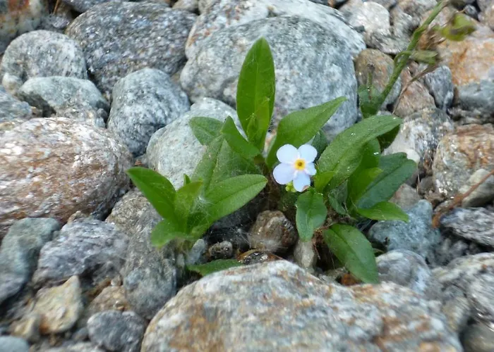 Daire Strickenmacher *